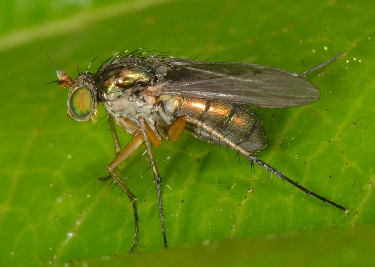 Dolichopodidae Sp